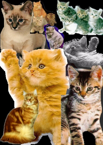 Cat breeds: Persian, Siamese, Maine Coon, etc...