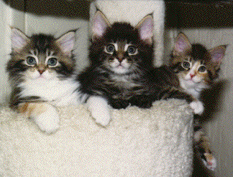 Maine Coon Kittens, my favourite breed!